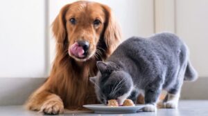 Salud intestinal en mascotas y probióticos