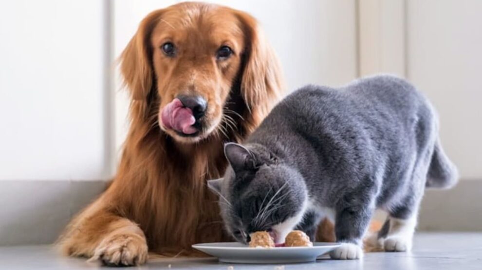 Salud intestinal en mascotas y probióticos